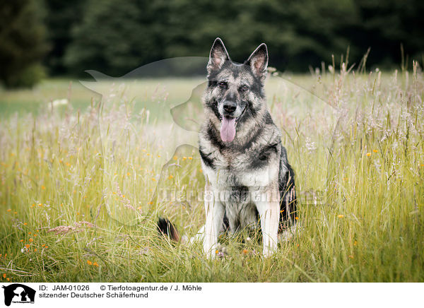sitzender Deutscher Schferhund / JAM-01026