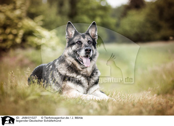 liegender Deutscher Schferhund / JAM-01027