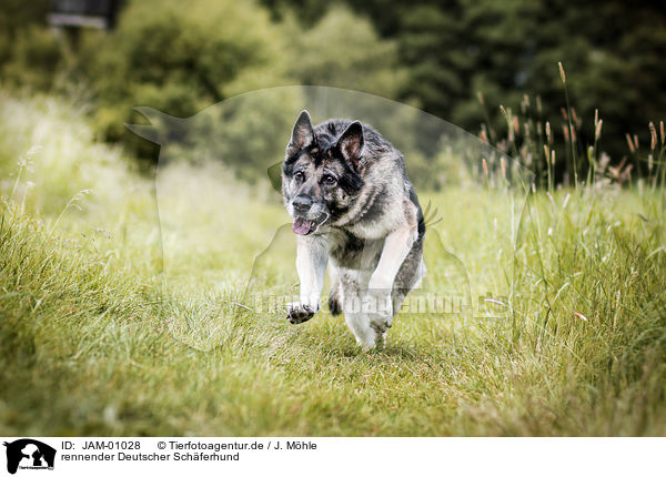 rennender Deutscher Schferhund / JAM-01028