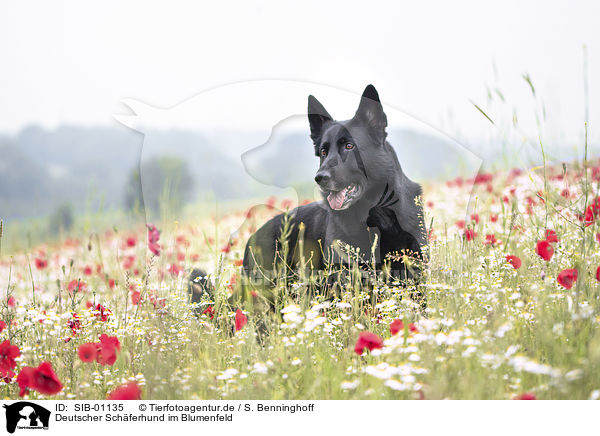 Deutscher Schferhund im Blumenfeld / SIB-01135