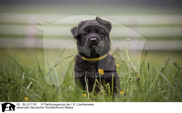 sitzender Deutscher Schferhund Welpe / sitting German Shepherd Dog Puppy / SL-01116