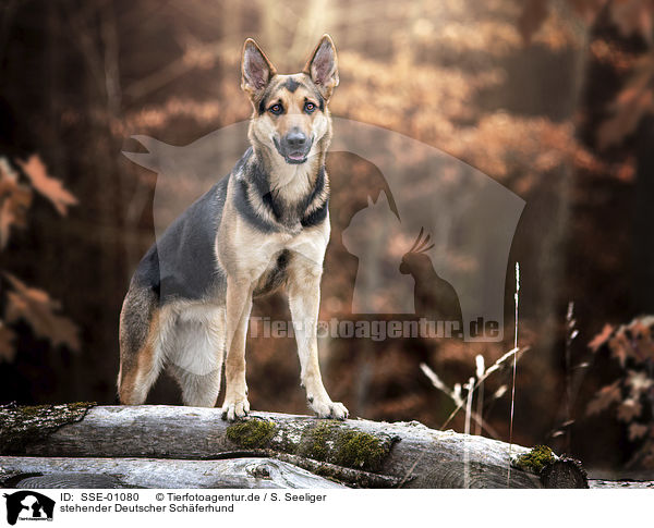 stehender Deutscher Schferhund / standing German Shepherd Dog / SSE-01080