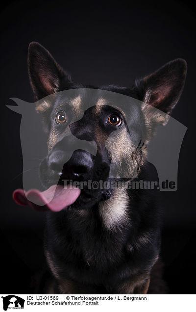 Deutscher Schferhund Portrait / German Shepherd Dog portrait / LB-01569