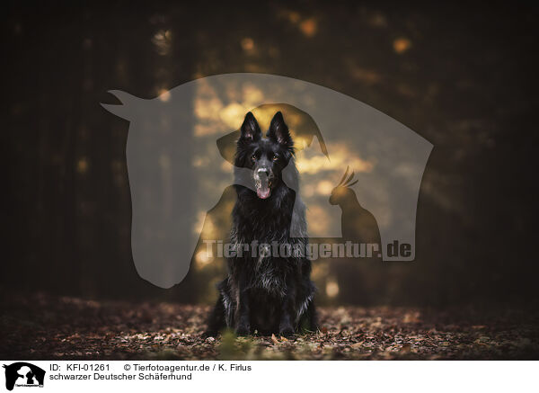 schwarzer Deutscher Schferhund / KFI-01261