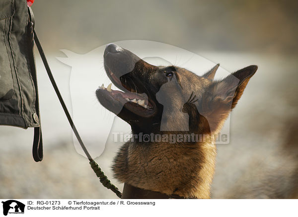 Deutscher Schferhund Portrait / RG-01273