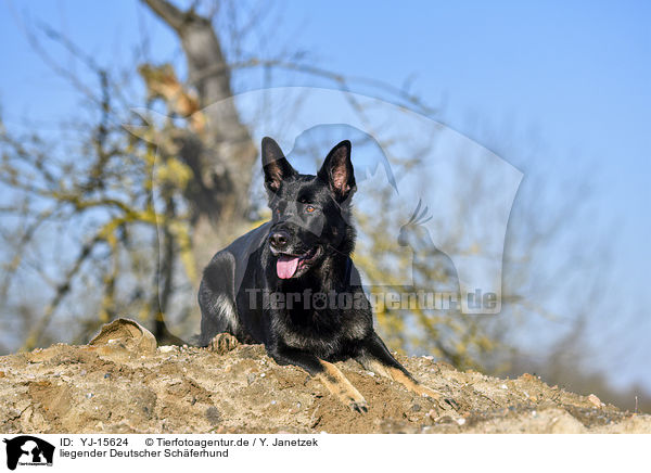 liegender Deutscher Schferhund / lying German Shepherd / YJ-15624