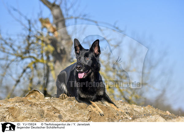 liegender Deutscher Schferhund / YJ-15624