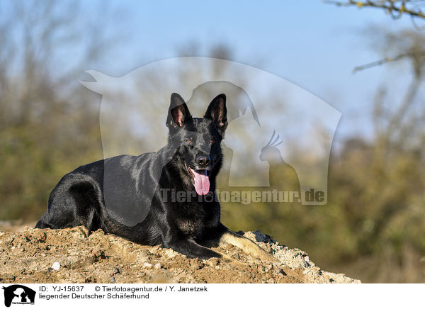 liegender Deutscher Schferhund / YJ-15637