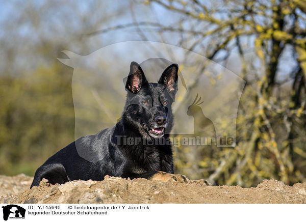 liegender Deutscher Schferhund / lying German Shepherd / YJ-15640