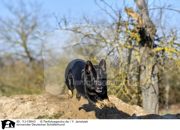 rennender Deutscher Schferhund / YJ-15643