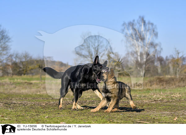 spielende Deutsche Schferhunde / YJ-15656