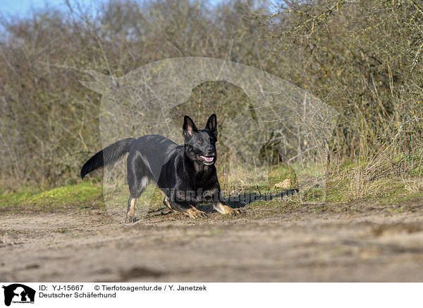 Deutscher Schferhund / German Shepherd / YJ-15667