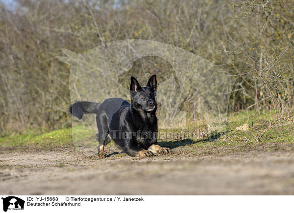 Deutscher Schferhund / German Shepherd / YJ-15668