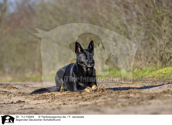 liegender Deutscher Schferhund / YJ-15669