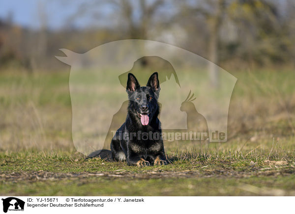 liegender Deutscher Schferhund / YJ-15671