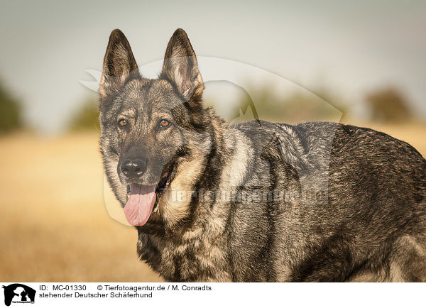 stehender Deutscher Schferhund / standing German Shepherd Dog / MC-01330