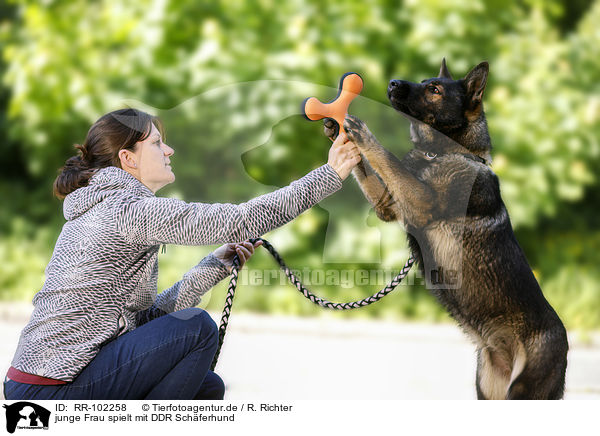 junge Frau spielt mit DDR Schferhund / RR-102258