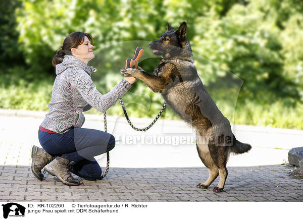 junge Frau spielt mit DDR Schferhund / RR-102260