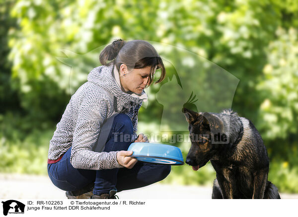 junge Frau fttert DDR Schferhund / RR-102263