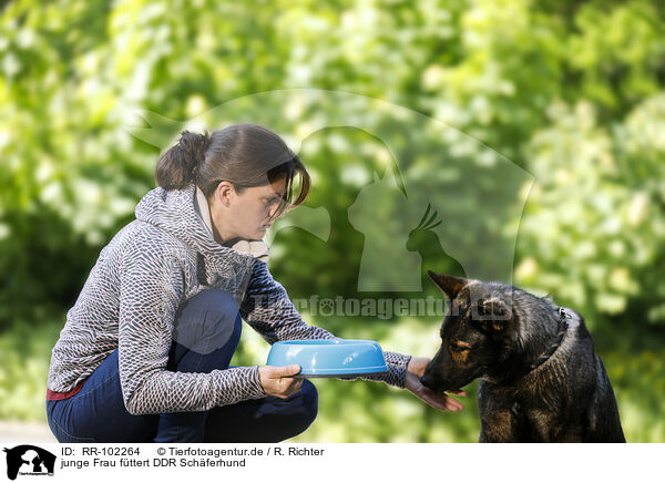 junge Frau fttert DDR Schferhund / RR-102264