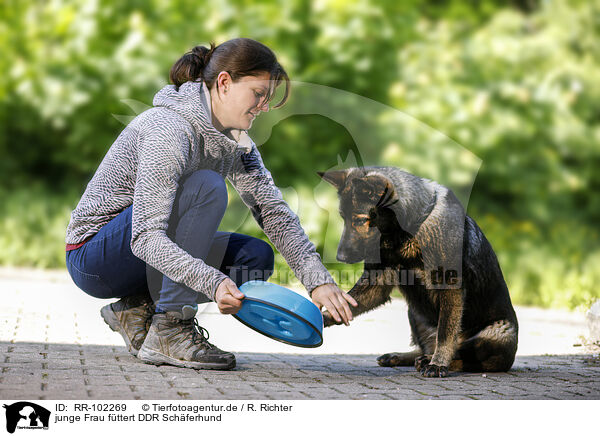 junge Frau fttert DDR Schferhund / young woman feeds GDR Shepherd / RR-102269