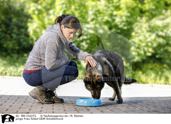 junge Frau fttert DDR Schferhund / young woman feeds GDR Shepherd / RR-102272