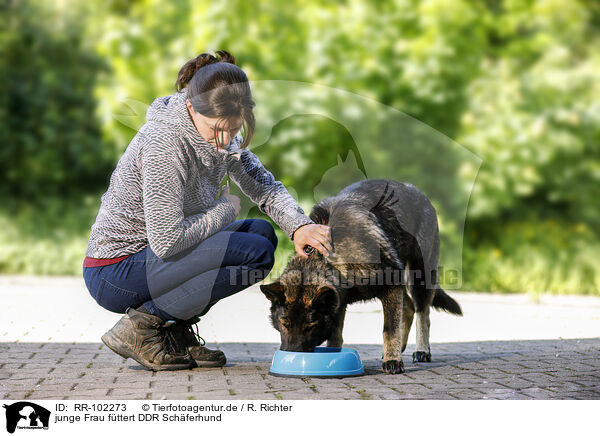 junge Frau fttert DDR Schferhund / young woman feeds GDR Shepherd / RR-102273