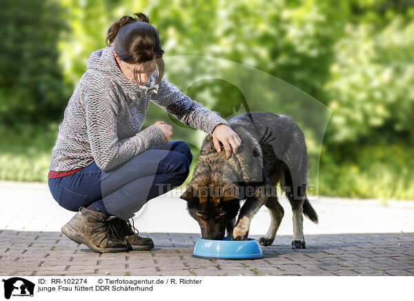 junge Frau fttert DDR Schferhund / young woman feeds GDR Shepherd / RR-102274