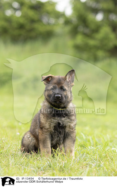 sitzender DDR Schferhund Welpe / IF-13454