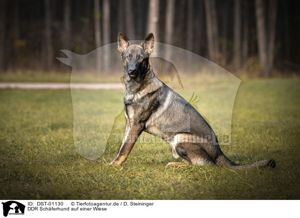 DDR Schferhund auf einer Wiese / GDR Shepherd on a meadow / DST-01130