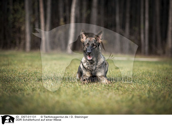 DDR Schferhund auf einer Wiese / GDR Shepherd on a meadow / DST-01131