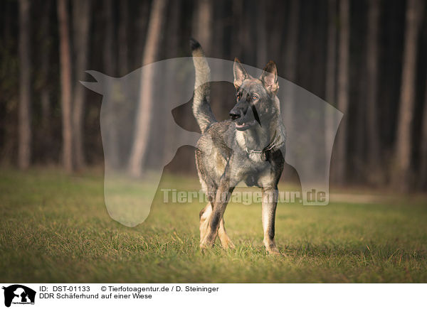 DDR Schferhund auf einer Wiese / GDR Shepherd on a meadow / DST-01133
