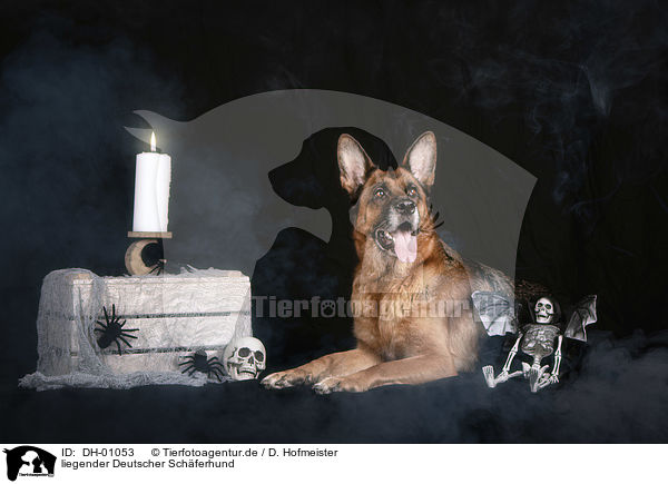 liegender Deutscher Sch�ferhund / lying German Shepherd Dog / DH-01053