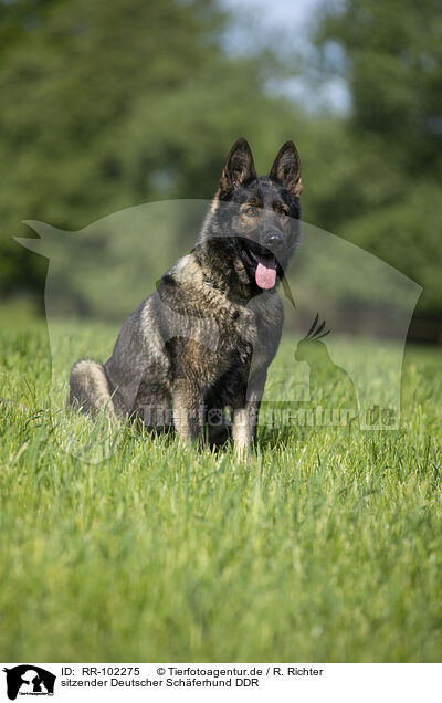 sitzender Deutscher Schferhund DDR / sitting GDR Shepherd / RR-102275