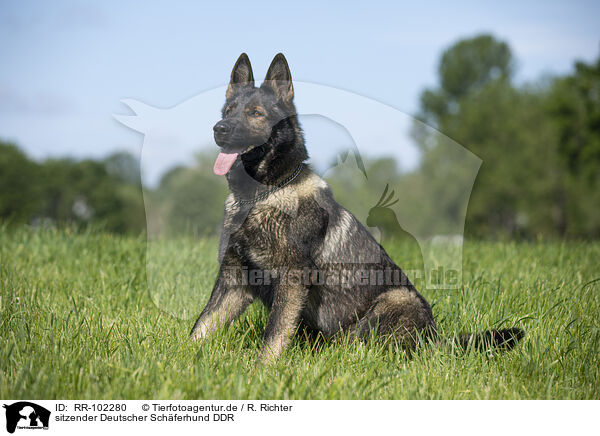 sitzender Deutscher Schferhund DDR / sitting GDR Shepherd / RR-102280