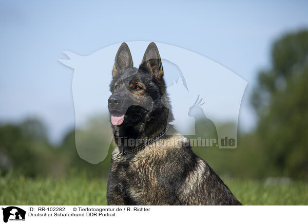 Deutscher Schferhund DDR Portrait / GDR Shepherd Portrait / RR-102282