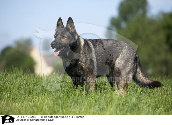 Deutscher Schferhund DDR / GDR Shepherd / RR-102283