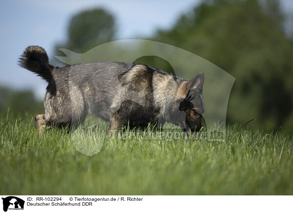 Deutscher Schferhund DDR / GDR Shepherd / RR-102294