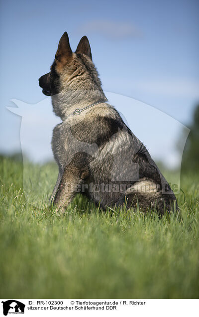 sitzender Deutscher Sch�ferhund DDR / sitting GDR Shepherd / RR-102300