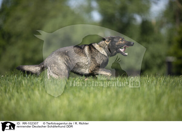 rennender Deutscher Schferhund DDR / running GDR Shepherd / RR-102307