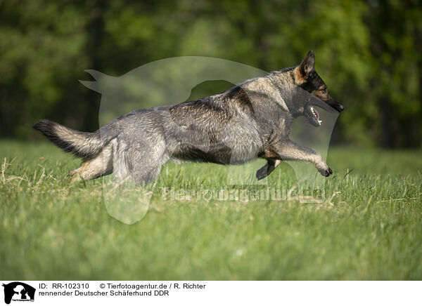 rennender Deutscher Schferhund DDR / RR-102310