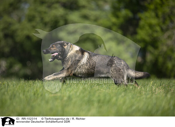 rennender Deutscher Schferhund DDR / running GDR Shepherd / RR-102314