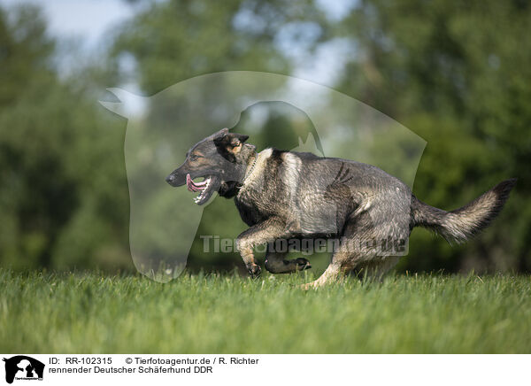 rennender Deutscher Schferhund DDR / running GDR Shepherd / RR-102315