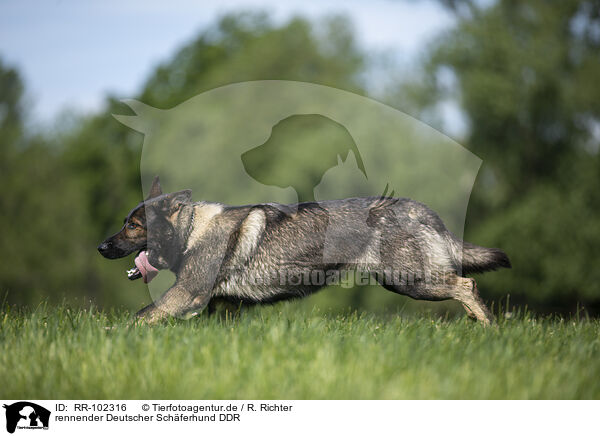 rennender Deutscher Schferhund DDR / running GDR Shepherd / RR-102316