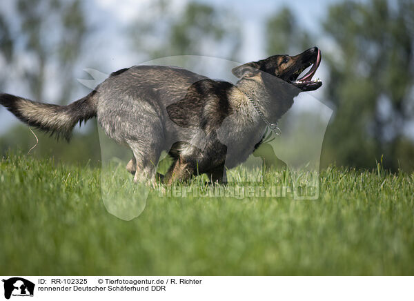 rennender Deutscher Schferhund DDR / running GDR Shepherd / RR-102325