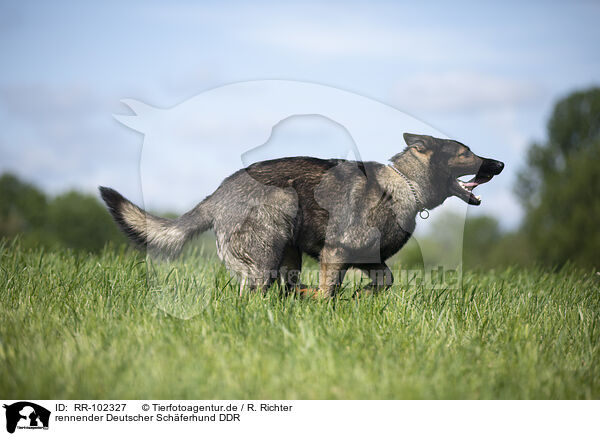rennender Deutscher Schferhund DDR / running GDR Shepherd / RR-102327
