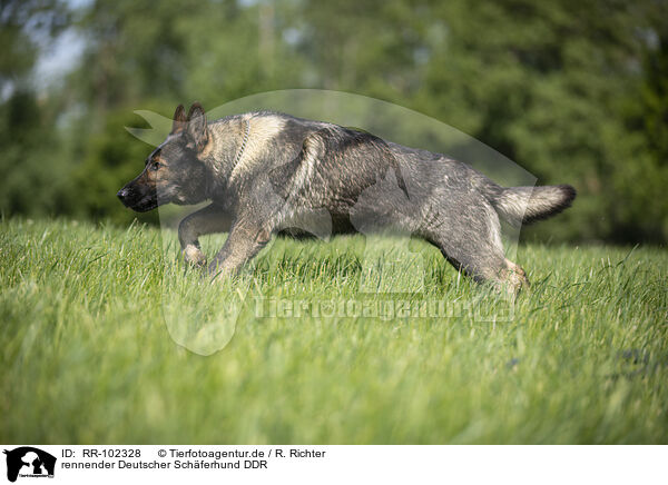 rennender Deutscher Schferhund DDR / running GDR Shepherd / RR-102328