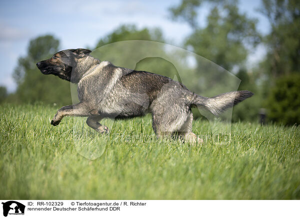 rennender Deutscher Schferhund DDR / RR-102329