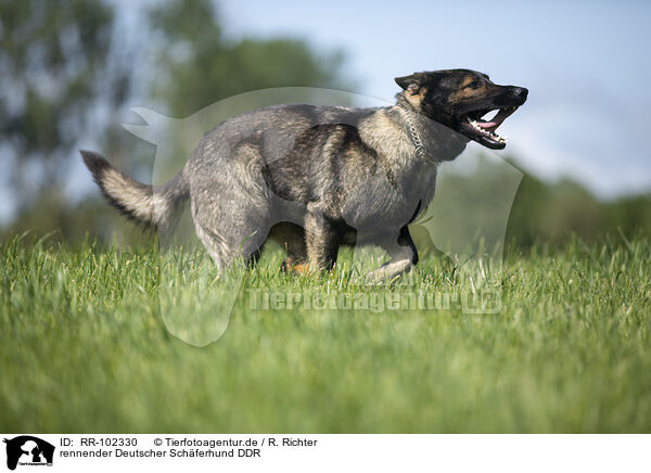 rennender Deutscher Schferhund DDR / running GDR Shepherd / RR-102330