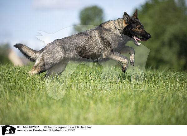 rennender Deutscher Schferhund DDR / running GDR Shepherd / RR-102331